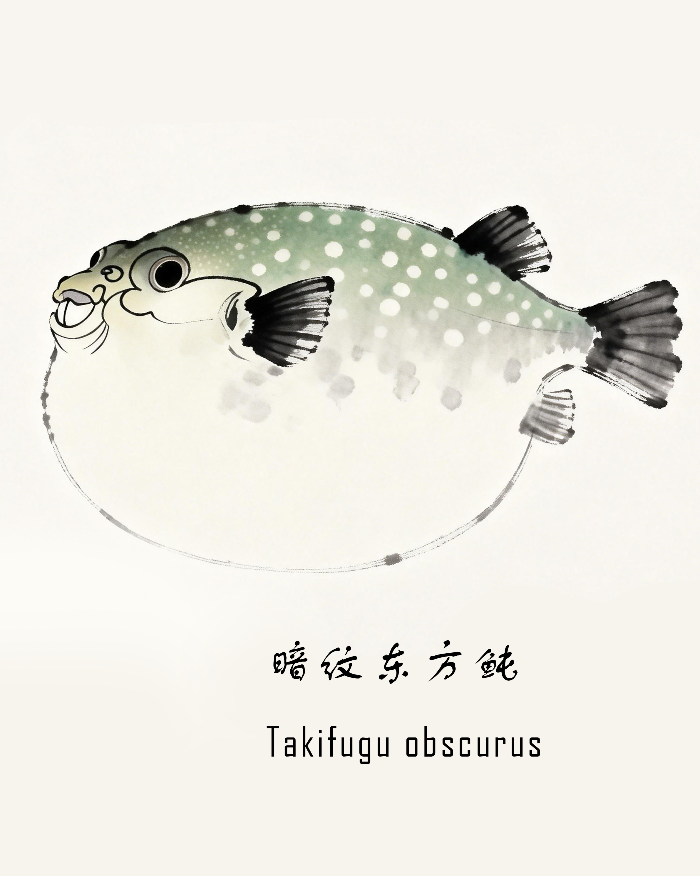 暗纹东方鲀