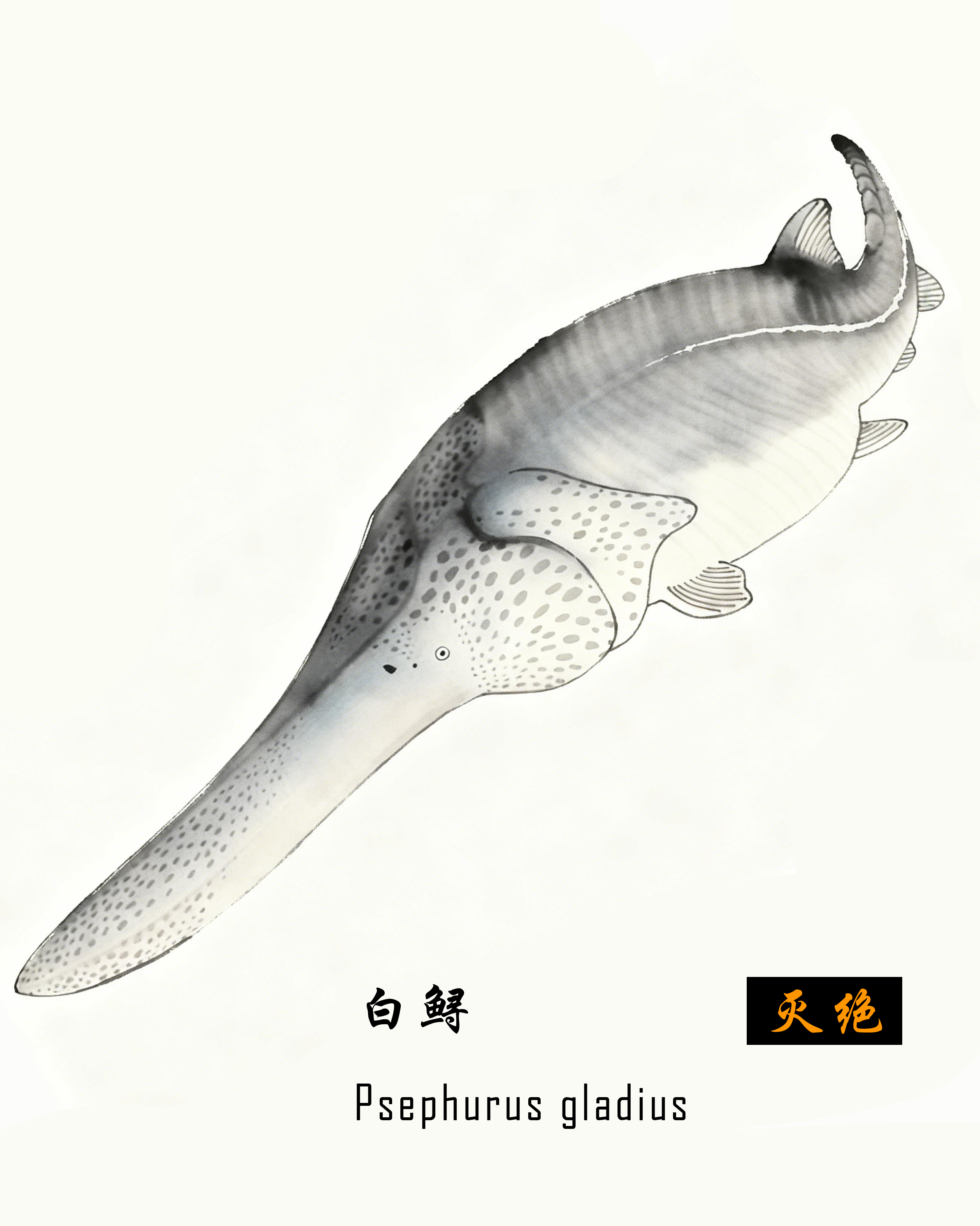 白鲟