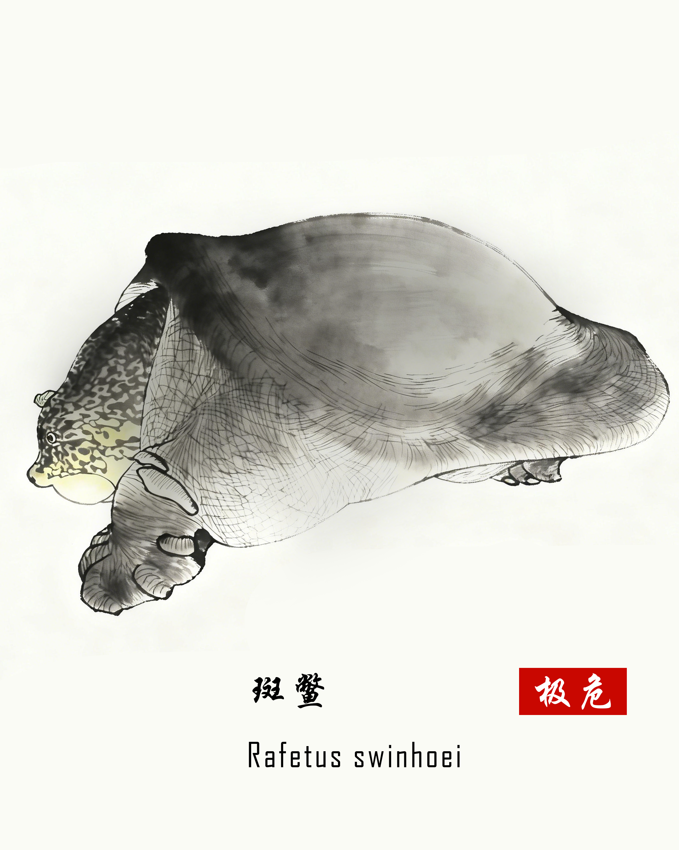 斑鳖