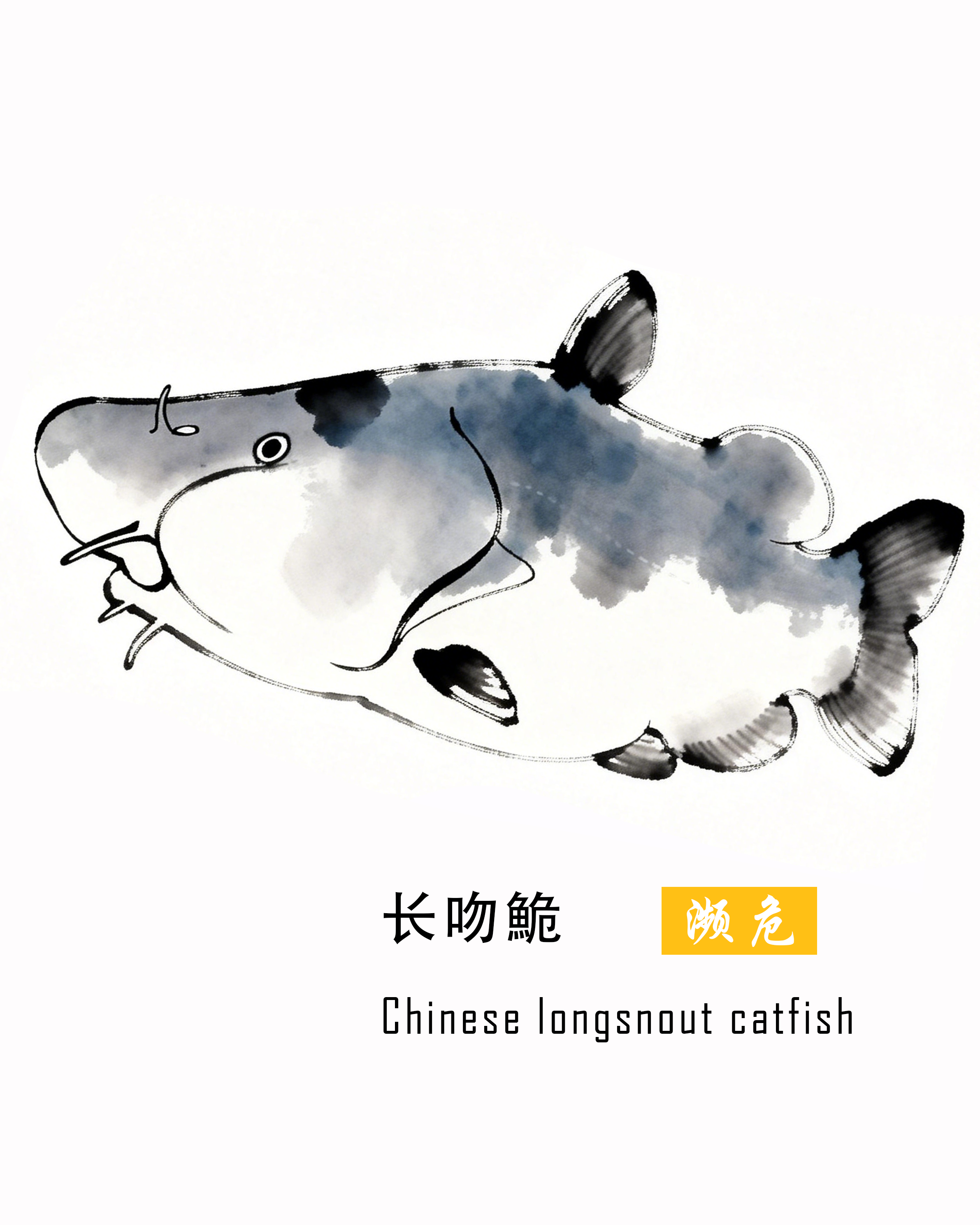长吻鮠