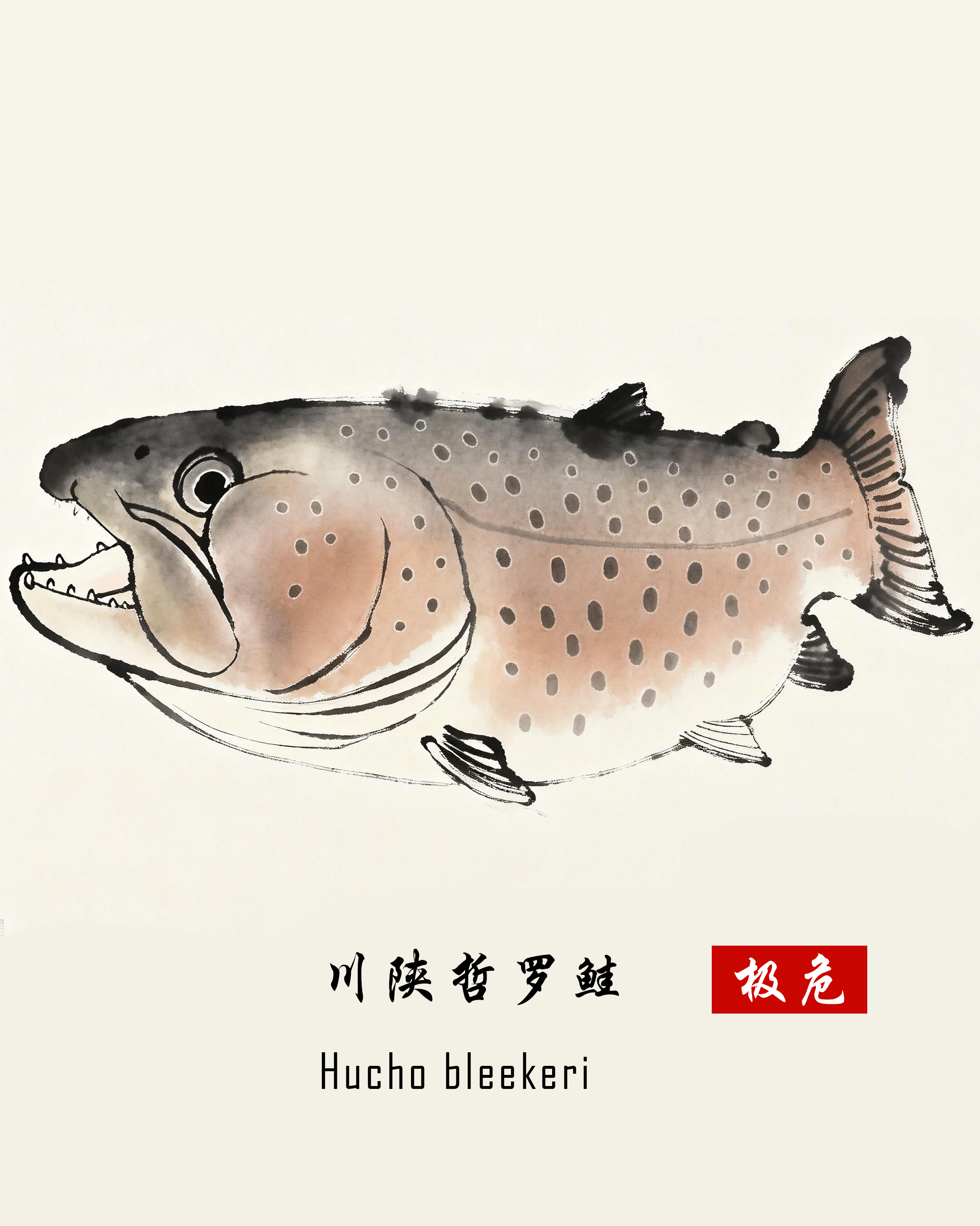 川陕哲罗鲑