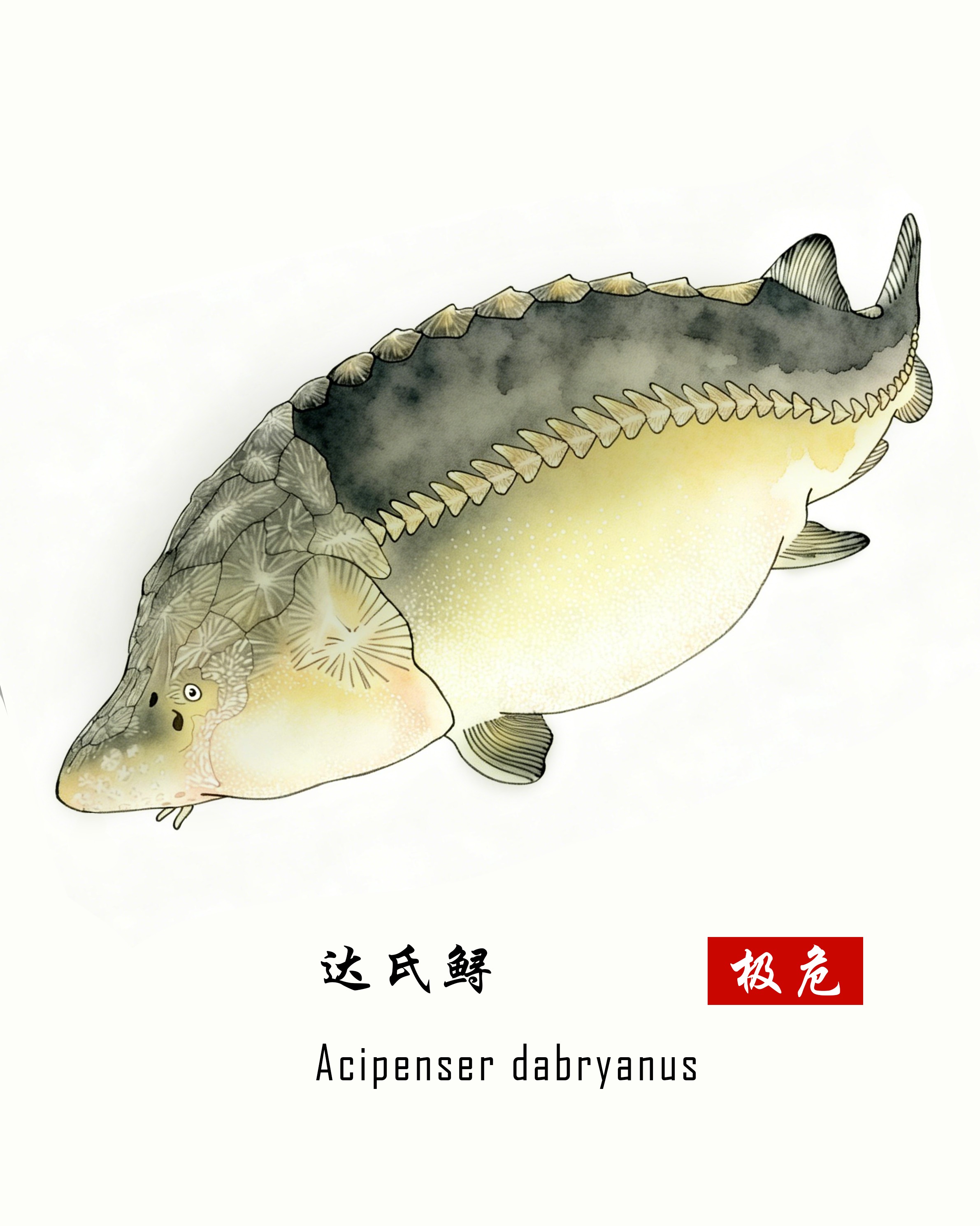 达氏鲟