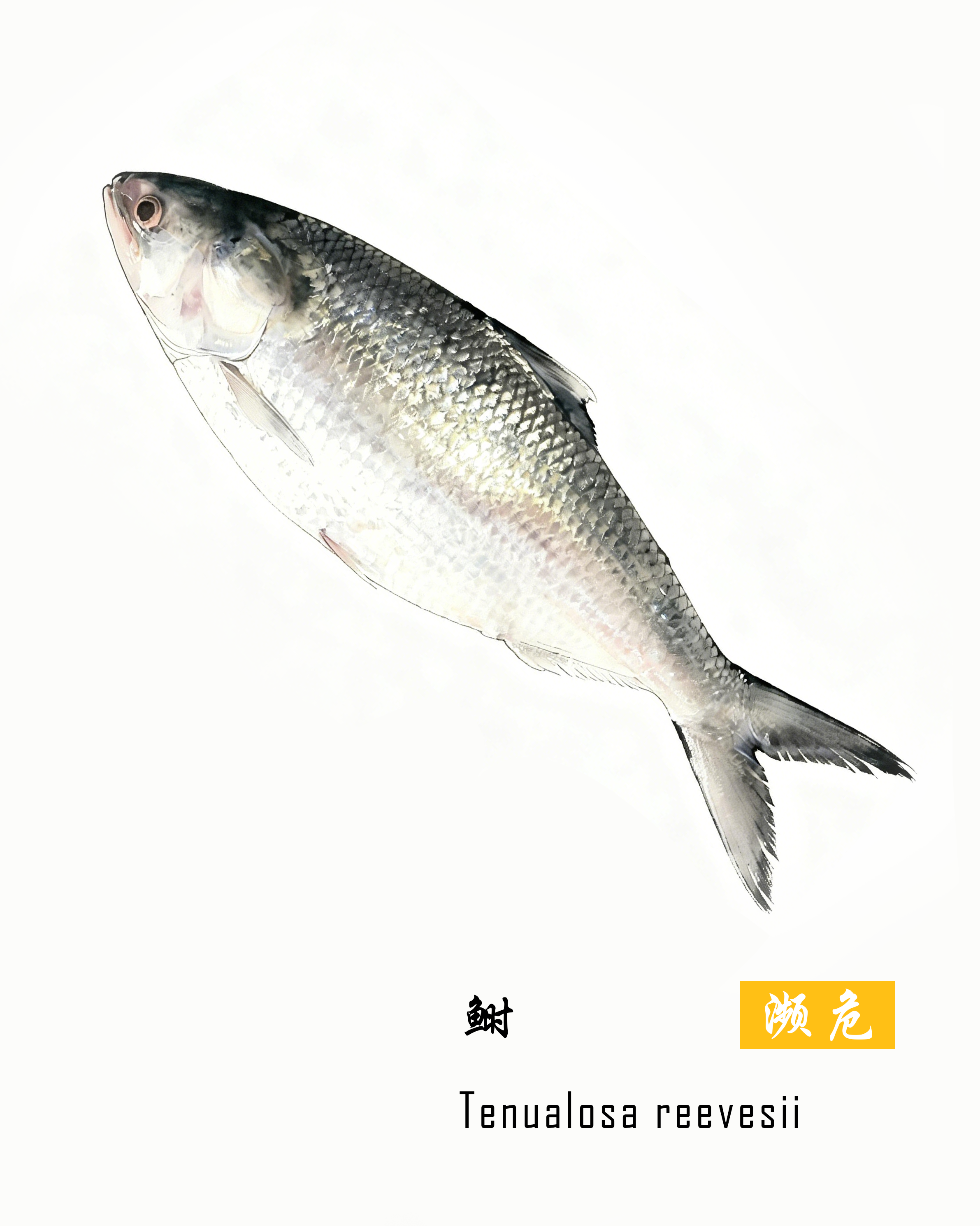 鲥
