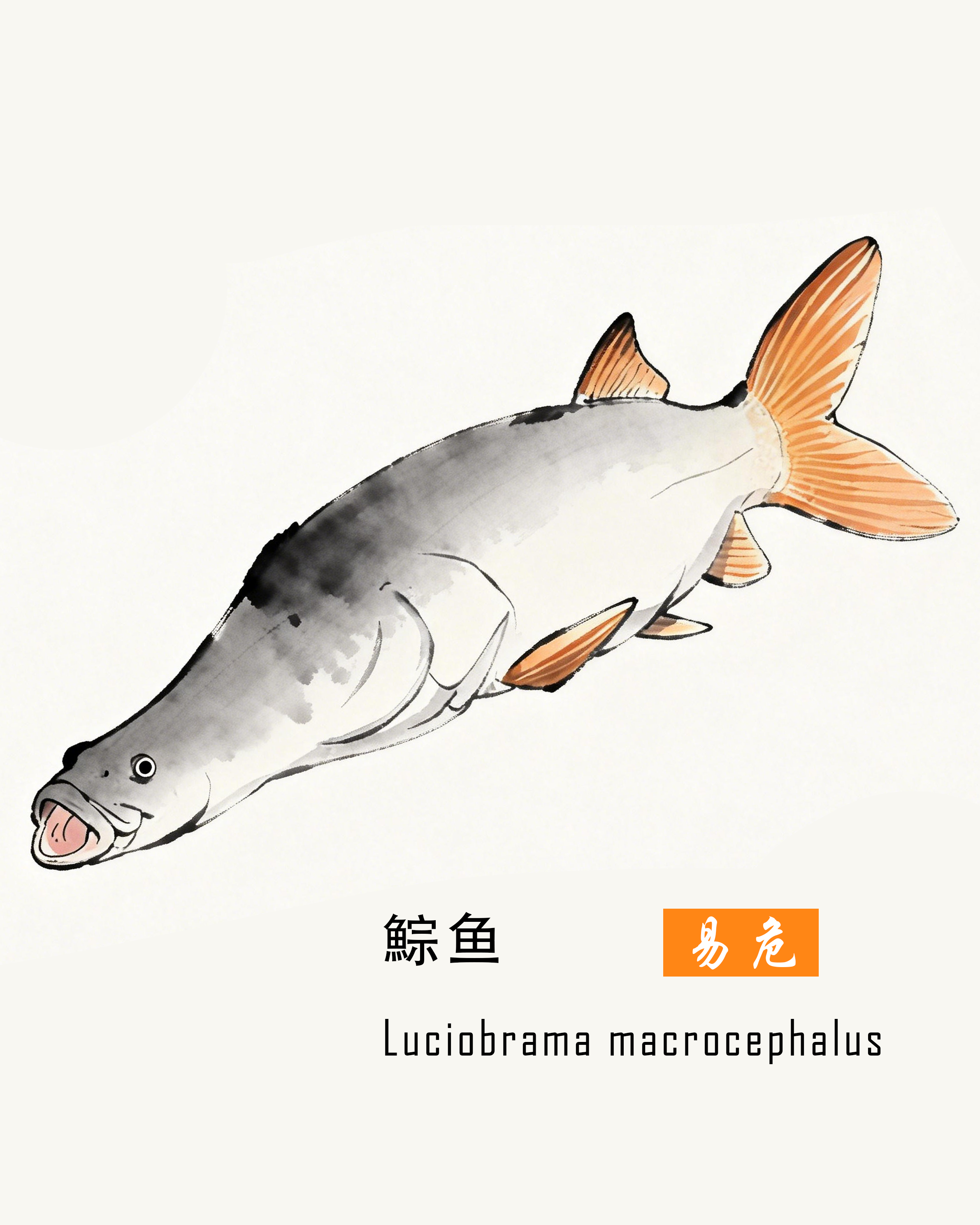 鯮